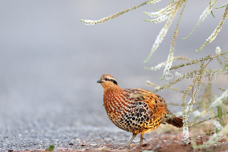 Bambusicola fytchii